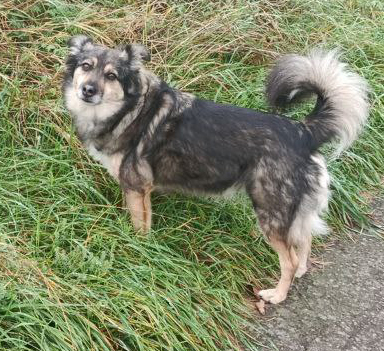 Laserdatei Rentier mit Lolli